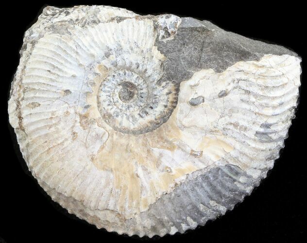 Wide Kosmoceras Ammonite - England #42647